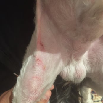 Le Bone Pet Spa - This is a picture of the laceration endured during an unapproved shave at LeBone Spa. - Pet Groomers Near Me - Pembroke Pines, Florida Le Bone Pet Spa - This is a picture of the laceration endured during an unapproved shave at LeBone Spa. - Pet Groomers Near Me - Pembroke Pines, Florida