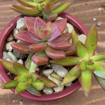 Jade & Clover - Nurseries & Gardening Near Me - Phoenix, Arizona