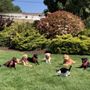 Photo of Doggie Do Good