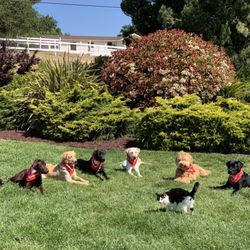 Doggie Do Good - We teach our Doggie Campers that they still have to listen even around distractions.