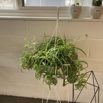 Arium Botanicals - Super huge spider plant ! - Nurseries & Gardening Near Me - PORTLAND, Oregon Arium Botanicals - Super huge spider plant ! - Nurseries & Gardening Near Me - PORTLAND, Oregon