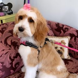 petables puppy boutique