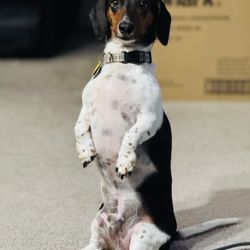 Crawford Animal Hospital - Frodo is the Man