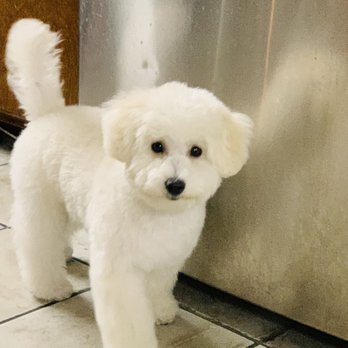 Kiyomi Pet - 2 days after his hair cut. - Pet Groomers Near Me - San Gabriel, California