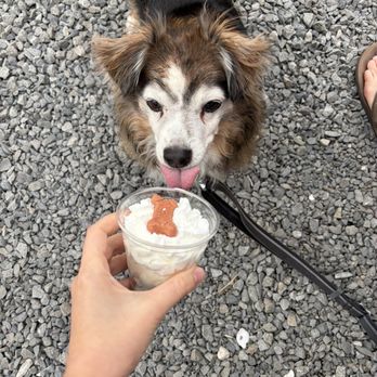 The Snowman - Pup cup - Shaved Ice Near Me - Portersville, Pennsylvania The Snowman - Pup cup - Shaved Ice Near Me - Portersville, Pennsylvania