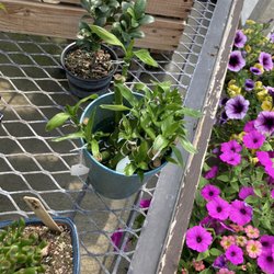 Skillin's Greenhouses - Plants