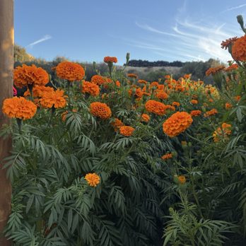 Sanchez Produce - Fruits & Veggies Near Me - Canyon Country, California