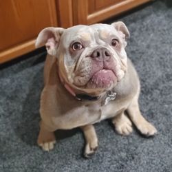 Bulldog Haven NW