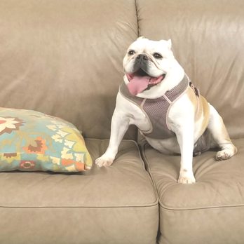 Planet Canine - 2nd home from home - Pet Boarding Near Me - San Rafael, California Planet Canine - 2nd home from home - Pet Boarding Near Me - San Rafael, California