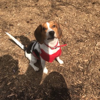 Underbridge Dog Run - Dog Parks Near Me - New York, New York