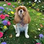 Photo of Well Groomed Pets-Queen Creek