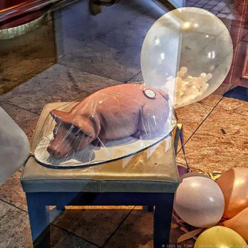 Niederegger - Marzipanschwein - vegan (04/2024) - Cafes Near Me - Lübeck, SH
