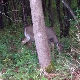 Deer on the trail