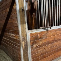 Feather Equestrian