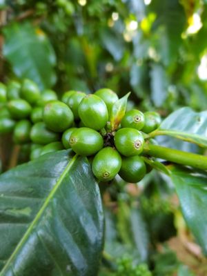 Green World Coffee Farm by null