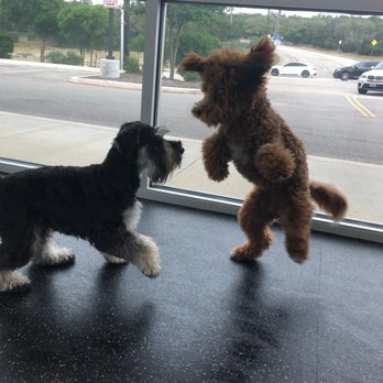 My Pet's Vet - San Antonio - Daycare - Veterinarians Near Me - San Antonio, Texas My Pet's Vet - San Antonio - Daycare - Veterinarians Near Me - San Antonio, Texas