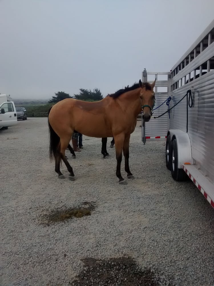 Apple Creek Training & Lessons Center - equestrian in Sebastopol, CA