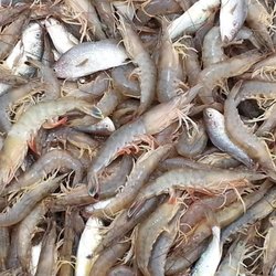 Lofton Creek Seafood