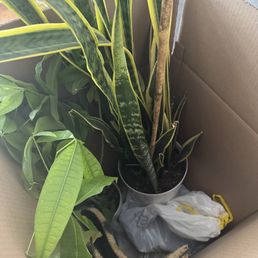 They provided a tall box to help with the transportation of two medium sized plants, everything was intact