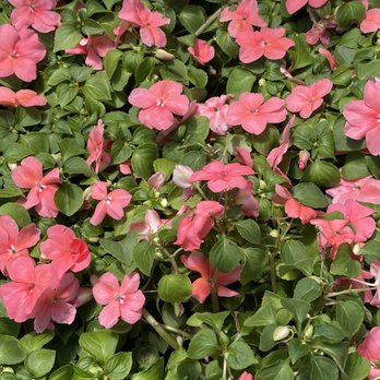 Bruce Miller Nursery - Nurseries & Gardening Near Me - Richardson, Texas