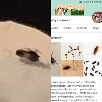 Los Amigos - Extra protein? There was a baby cockroach in our ice. When I brought it to managements attention they were pretty rude - Mexican Near Me - Portage, Michigan