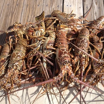 Kapu Kai Divers - Lobster Mini Season Catch - Scuba Diving Near Me - Spring Hill, Florida