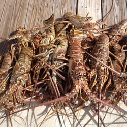 Kapu Kai Divers - Lobster Mini Season Catch