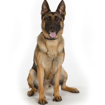 Dog Inspectors - Pet Training Near Me - Franklin, Tennessee