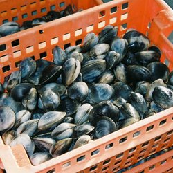 Andrade's Catch - Littlenecks fresh from the bay