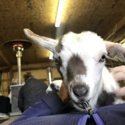 Barnyard Buddies