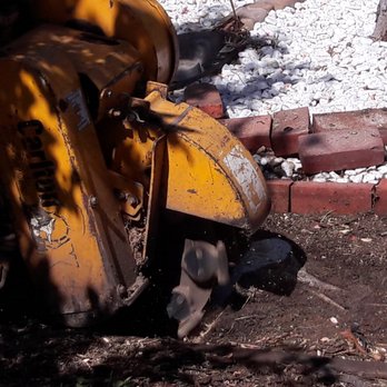 Torres Tree Service - Tree Services Near Me - San Jose, California Torres Tree Service - Tree Services Near Me - San Jose, California