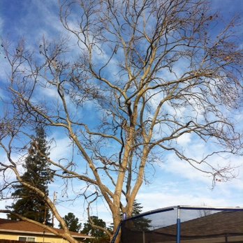 Savant Arborist - Martinez Sycamore AFTER - Tree Services Near Me - Alamo, California