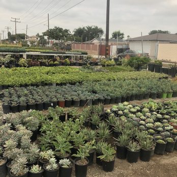 Azul and Verde Nursery - Awesome variety! - Nurseries & Gardening Near Me - Torrance, California Azul and Verde Nursery - Awesome variety! - Nurseries & Gardening Near Me - Torrance, California