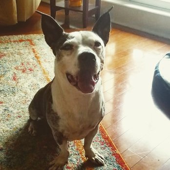 BARK on PARK - Sir Windton Full Day - Pet Stores Near Me - Jacksonville, Florida