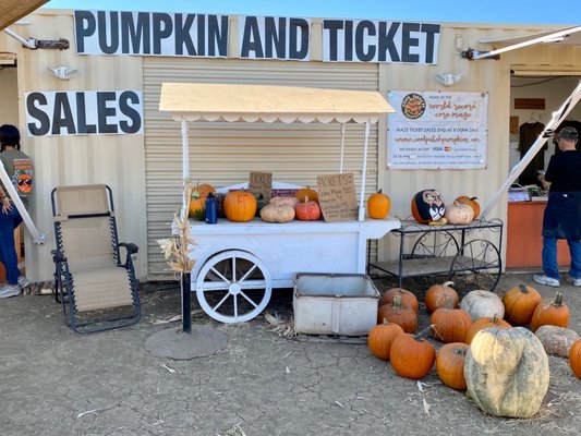 Cool Patch Pumpkins by null
