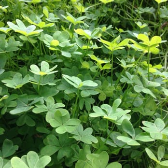 Kite Hill Park - Wild clover. - Parks Near Me - San Francisco, California Kite Hill Park - Wild clover. - Parks Near Me - San Francisco, California