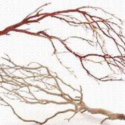 Artisans Manzanita - We provide manzanita high quality branches - natural or sandblasted!