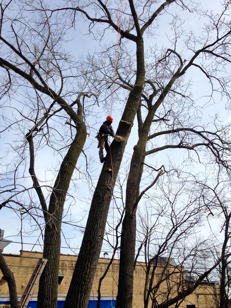 Arturo Vega's Tree Service - tree service in Chicago, IL