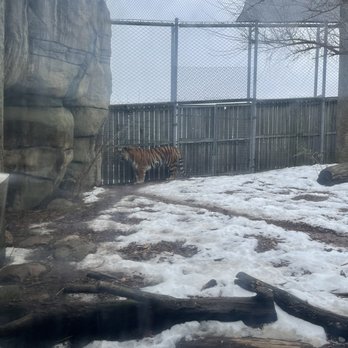 Indianapolis Zoo - Tiger - Zoos Near Me - Indianapolis, Indiana Indianapolis Zoo - Tiger - Zoos Near Me - Indianapolis, Indiana