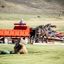4 Eagle Ranch - Our percherons pulling the wagon.
