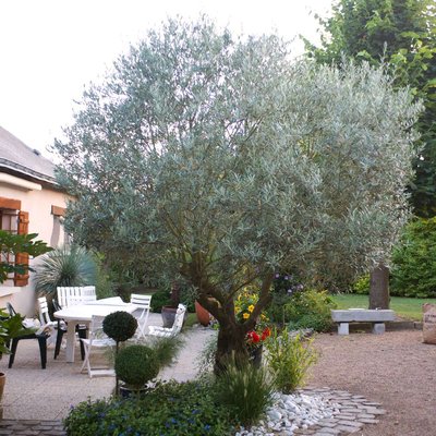 Lawn/Tree Maintenance - We have over 10 years of experience ! Call today ! Lawn/Tree Maintenance - We have over 10 years of experience ! Call today !