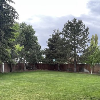 Tree Surgeon Expert - Nicely trimmed trees - Tree Services Near Me Tree Surgeon Expert - Nicely trimmed trees - Tree Services Near Me