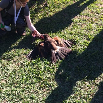 West Coast Falconry - Yummm - Specialty Schools Near Me - Marysville, California West Coast Falconry - Yummm - Specialty Schools Near Me - Marysville, California