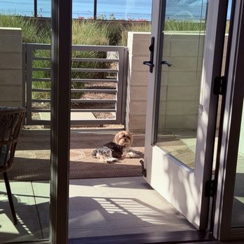 Coastline Ventura - My dog enjoying his day on the patio. - Apartments Near Me - Ventura, California