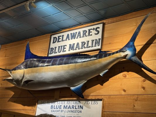 Big Fish Grill Rehoboth by null