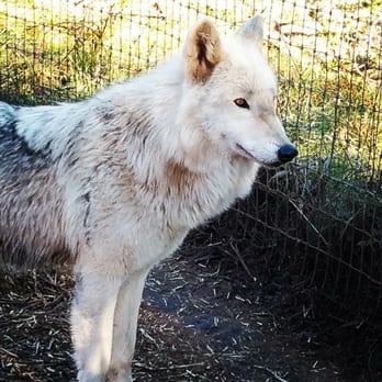 Rare Breed Exotics - Kahleesi of Rare Breed Exotics - Pet Breeders Near Me