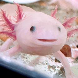 Life Fish Aquatic Pet Store