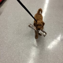 Puppy is going to puppy school! Puppy is going to puppy school!