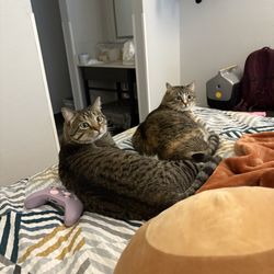 Motel 6 - Pets allowed and no extra charge for 2 pets!