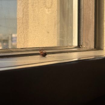 Denny's - Live roach right next to the table, trying to flip over. Gross! No wonder people get sick! - Breakfast & Brunch Near Me - Temple, Texas